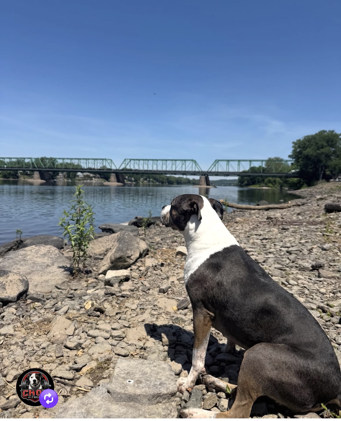 Chop the pitbull sitting on a rocky riverbank looking out at a green truss bridge